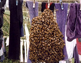 20.000 bijen aan de was