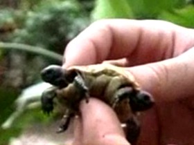 Schildpad met twee hoofden gevonden
